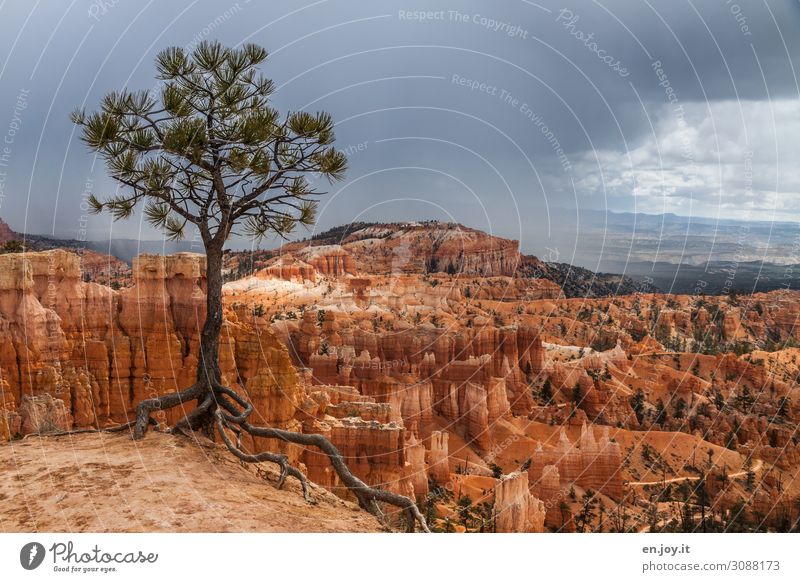 festhalten Ferien & Urlaub & Reisen Ferne Natur Landschaft Gewitterwolken Klima Klimawandel Baum Nadelbaum Fichte Pinie Wurzel Felsen Schlucht Wüste Abenteuer