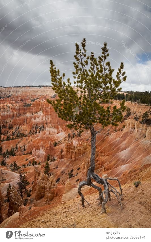 Balletttänzer Ferien & Urlaub & Reisen Natur Landschaft Gewitterwolken Klima Klimawandel Baum Pinie Fichte Nadelbaum Wurzel Felsen Schlucht Wüste Bryce Canyon