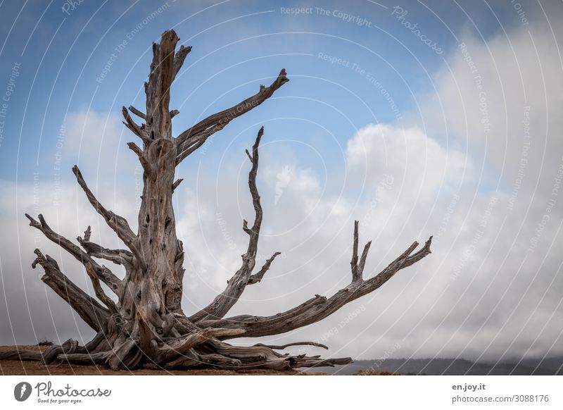 Alt | tote langlebige Grannen-Kiefer vor Himmel mit Wolken Tot Baum Kahl Abgestorben Gestorben Pflanze Bristlecone Bristlecone Pine Langlebig Langlebige Kiefer