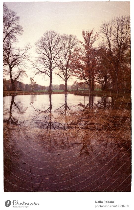 Bäume blattlos Mensch Natur Landschaft Pflanze Baum Blatt Park See Schlossparksee Bochum Deutschland Europa Wasser braun schwarz Herbst kahl Eilen