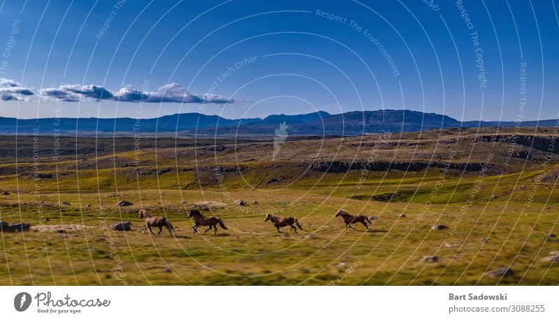 Wilde Pferde Laufen in grasbewachsenem Gelände Freiheit Expedition Berge u. Gebirge Natur Landschaft Tier Schönes Wetter Wiese Hügel Wildtier 4 Herde rennen