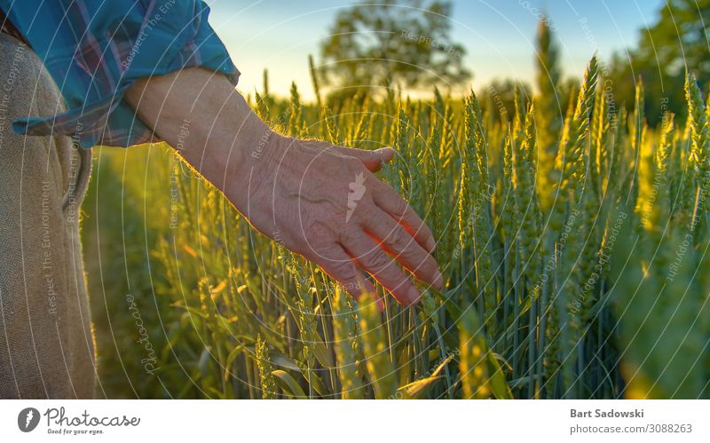 Landwirt prüft Jungpflanzen Getreide Ernährung Lifestyle Gesunde Ernährung Leben Freiheit Sommer Industrie Gastronomie Mann Erwachsene Männlicher Senior Hand 1