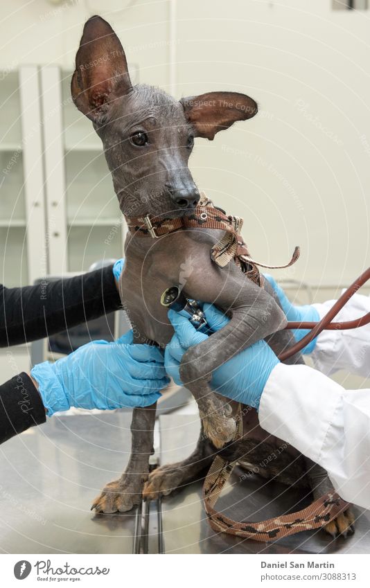 Peruanischer Hund von einem Tierarzt untersucht schön Haut Sommer Natur Gras Wiese Haustier alt sitzen nackt niedlich braun grün weiß züchten heimisch Säugetier