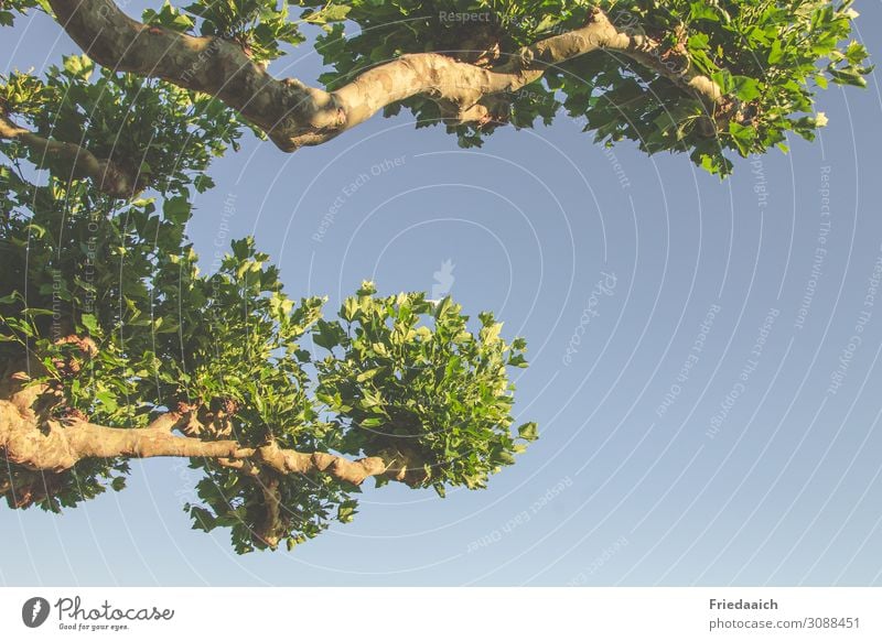 Blicknachoben Freiheit Sommer wandern Umwelt Natur Luft Himmel Wolkenloser Himmel Schönes Wetter Baum Park atmen beobachten Erholung gehen genießen träumen