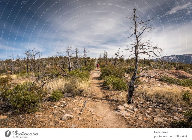 Pfade entlang wandern androgyn 1 Mensch Natur Landschaft Pflanze Erde Himmel Wolken Horizont Winter Schönes Wetter Dürre Baum Gras Sträucher Hügel Wüste gehen