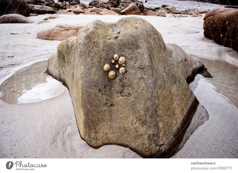 Felsen Lifestyle Ferien & Urlaub & Reisen Tourismus Sommer Strand Umwelt Natur Landschaft Sand Wasser Schönes Wetter Meer Atlantik Rosa Granitküste Frankreich