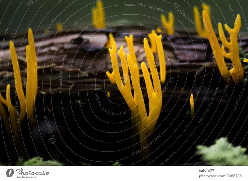 Anfang und Ende Umwelt Natur Pflanze Erde Herbst Pilz Baumstamm Wald Wachstum außergewöhnlich frisch Spitze braun gelb gold schwarz Wandel & Veränderung