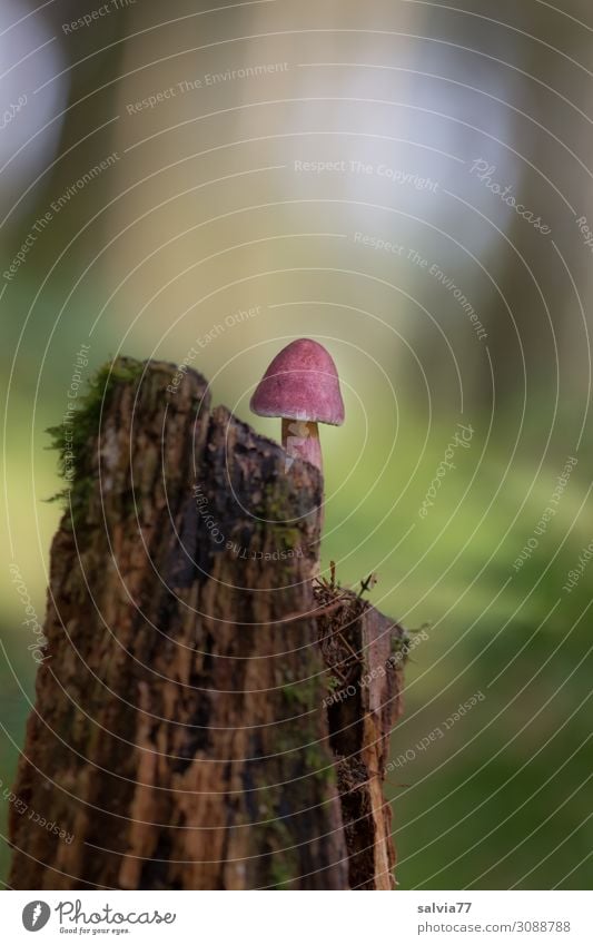 oben Umwelt Natur Pflanze Herbst Baum Moos Baumstumpf Pilz Wald stehen Wachstum Glück ruhig Vergänglichkeit Wandel & Veränderung Einsamkeit Farbfoto