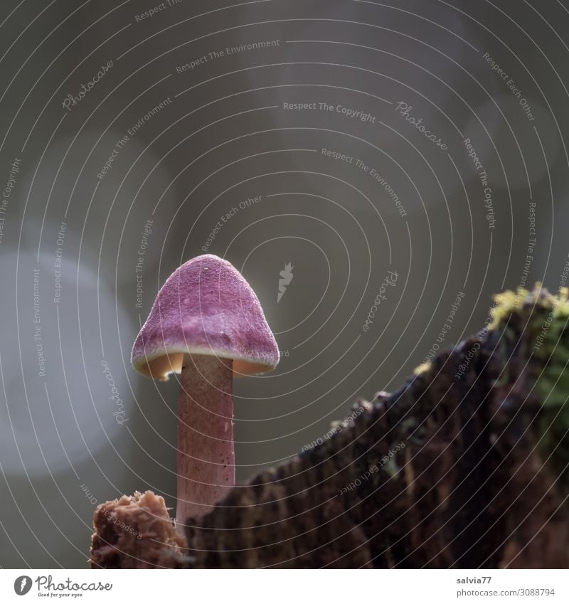 ganz allein Umwelt Natur Tier Herbst Pflanze Pilz Pilzhut Schleierling Wald stehen Wachstum Farbfoto Außenaufnahme Makroaufnahme Menschenleer