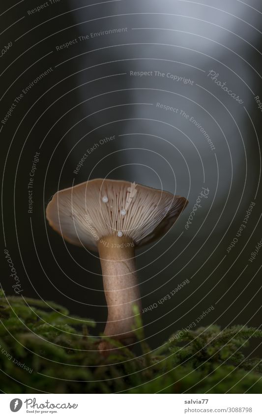 Trichterling Umwelt Natur Pflanze Herbst Moos Pilz Pilzhut Lamellenjalousie Wald Wachstum dunkel Farbfoto Gedeckte Farben Außenaufnahme Makroaufnahme