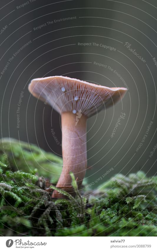 Trichterhut Umwelt Natur Pflanze Herbst Moos Wald Wachstum Lamellenjalousie Pilz Farbfoto Gedeckte Farben Außenaufnahme Nahaufnahme Strukturen & Formen