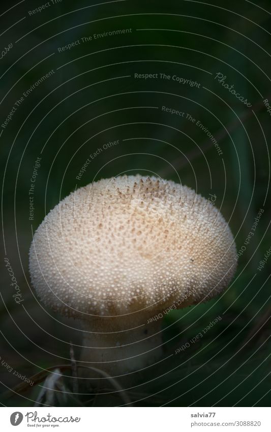 Flaschen-Stäubling Umwelt Natur Pflanze Herbst Pilz Wald Wachstum dunkel Pilzhut Speisepilz Farbfoto Gedeckte Farben Außenaufnahme Makroaufnahme Menschenleer