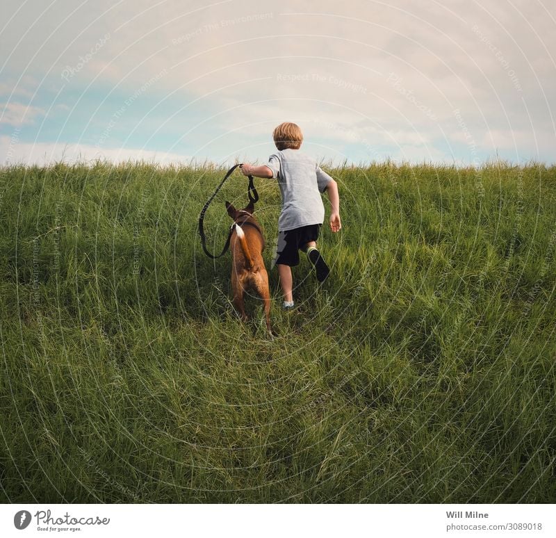 Junge und sein Hund rennen einen Hügel hinauf Kind Jugendliche Junger Mann Jugendkultur Tier Haustier Gras Läufer Freude Wolken Tag Fröhlichkeit Kindheit