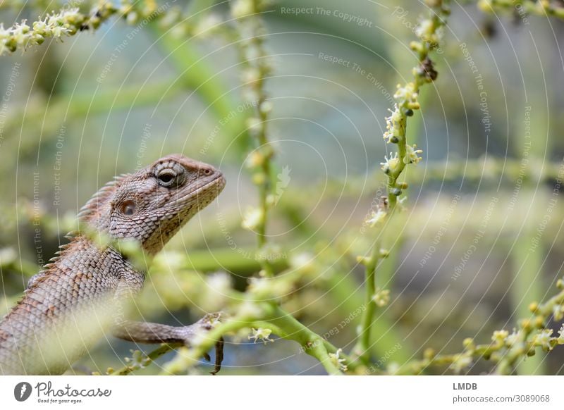 Echse im Profil Eidechse Reptil Schuppen wachsam versteckt verborgen lauernd Textfreiraum rechts Textfreiraum oben Flora Fauna Detail Blickkontakt Umwelt Natur