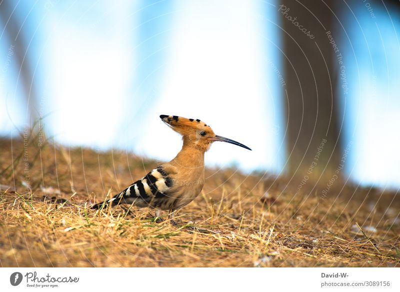 kleiner exotischer Vogel mit langem Schnabel witzig Wiedehopf lustig niedlich Tier