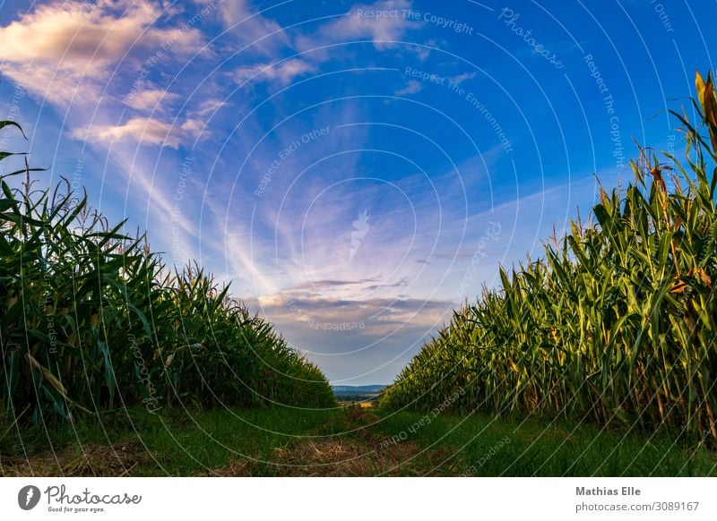 Abends zwischen 2 Maisfeldern Ferne Sommer Landwirtschaft Forstwirtschaft Umwelt Landschaft Himmel Wolken Schönes Wetter Pflanze Feld Dorf Wachstum natürlich