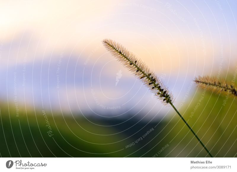 Sträucher mit Tiefenunschärfe Garten Erntedankfest Umwelt Natur Pflanze Sommer Gras Wildpflanze Wiese Feld blau gold grün Farbfoto Außenaufnahme Nahaufnahme