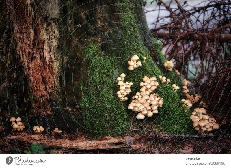 hinterhalt Natur Urelemente Erde Herbst Baum Sträucher Moos Wald Zusammensein listig Pilz Existenz mehrere viele Hinterhalt Szene dramatisch Zweige u. Äste