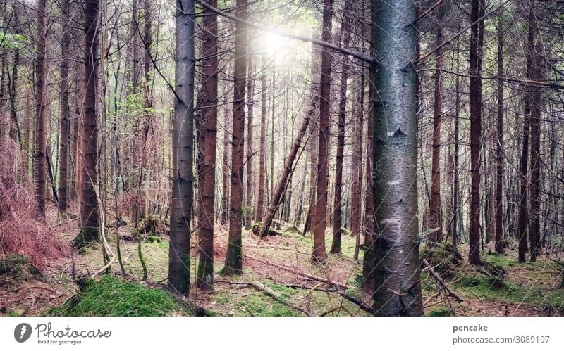 wertvoll | unser wald Natur Landschaft Urelemente Sonne Sonnenlicht Schönes Wetter Baum Moos Wald ästhetisch authentisch Duft Gesundheit gut nachhaltig schön