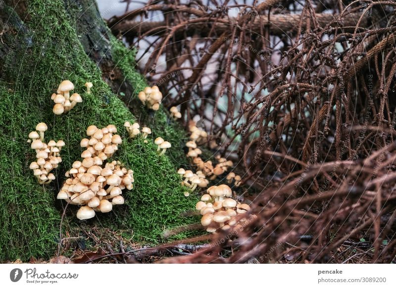 rette sich wer kann! Natur Urelemente Erde Herbst Baum Sträucher Moos Wald hängen hocken Kommunizieren sitzen wandern warten mehrere viele Pilz Unterholz