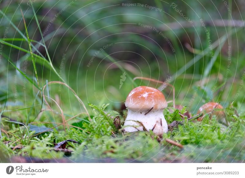 hello again! Lebensmittel Natur Urelemente Erde Herbst Pflanze Gras Moos Wald frisch Steinpilze Pilz Makroaufnahme Farbfoto Außenaufnahme Nahaufnahme