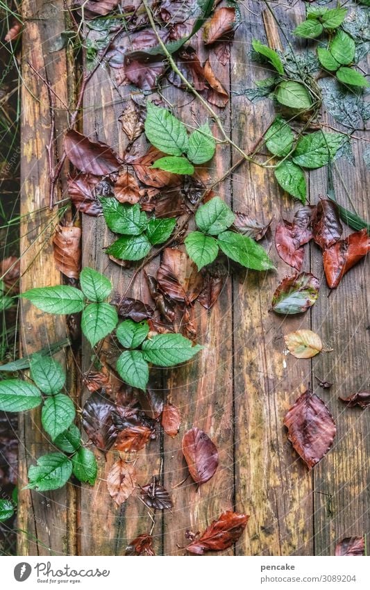 diagonale Natur Herbst Pflanze Wald Wachstum wandern grün Herbstlaub Steg nass Dekoration & Verzierung Ranke Farbfoto Außenaufnahme Nahaufnahme Muster