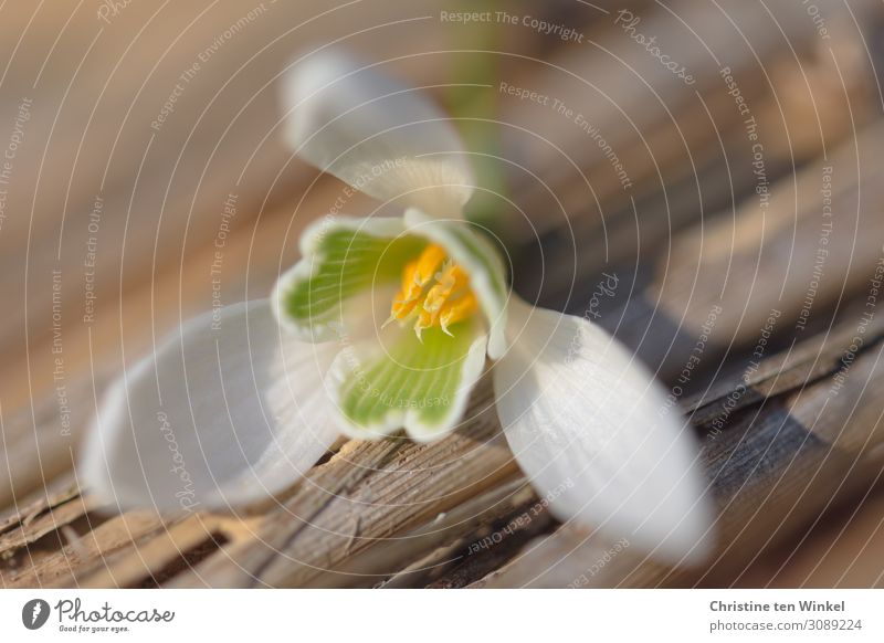 Schneeglöckchenblüte liegt auf Holzuntergrund Natur Pflanze Blume Blüte liegen ästhetisch elegant hell schön klein braun gelb grün weiß Glück Lebensfreude