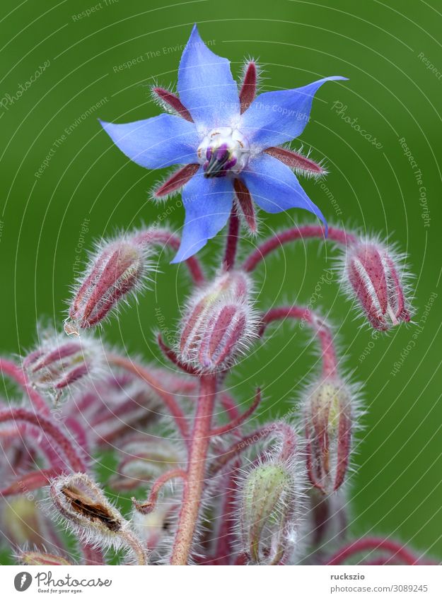 Borago, officinalis, Cucumber herb, Medicinal plant Alternativmedizin Blume Blüte blau Bleiwurz Cerastostigma Wiimottiana Heilpflanzen Bodendecker Cerato