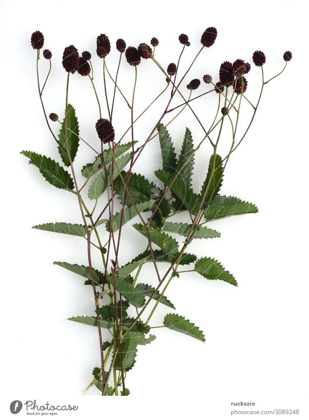 Big, Meadow Button, Bibernelle, Sanguisorba Kräuter & Gewürze Alternativmedizin Medikament Natur Pflanze Wildpflanze groß Wiesenknopf major Unkraut Wildgemuese