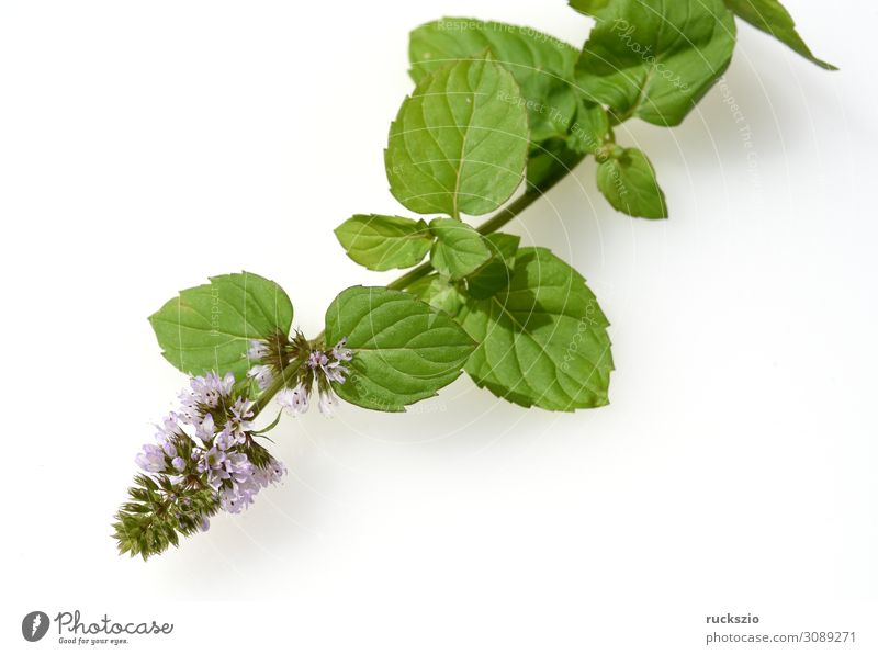 Mandarin, peppermint, Mentha piperita x. Mitcham, mint Kräuter & Gewürze Gesundheit Gesundheitswesen grün Minze Mandarin-Minze Duftkraut Duftkraeuter