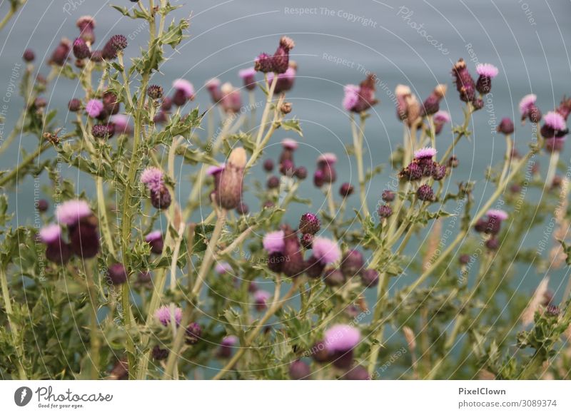 Blumen am Meer Lifestyle elegant schön Ferien & Urlaub & Reisen Tourismus Ausflug Umwelt Natur Landschaft Pflanze Gras Strand Blühend Wachstum violett Stimmung