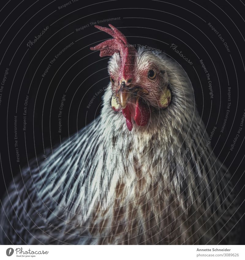 Huhn Haustier Nutztier Haushuhn 1 Tier Umwelt Naturliebe Bioprodukte Farbfoto Außenaufnahme Freisteller Hintergrund neutral Tierporträt Blick nach vorn