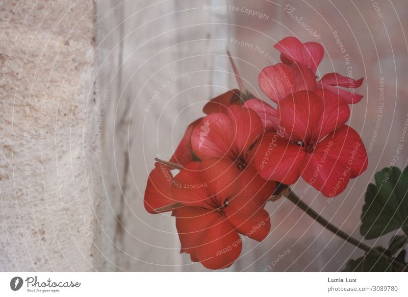 Vor dem Fenster, rot Dorf Altstadt Menschenleer Fröhlichkeit Zufriedenheit Wohnung Herbst Begonien Blüte Blume Licht Lichtstrahl Gedeckte Farben mehrfarbig