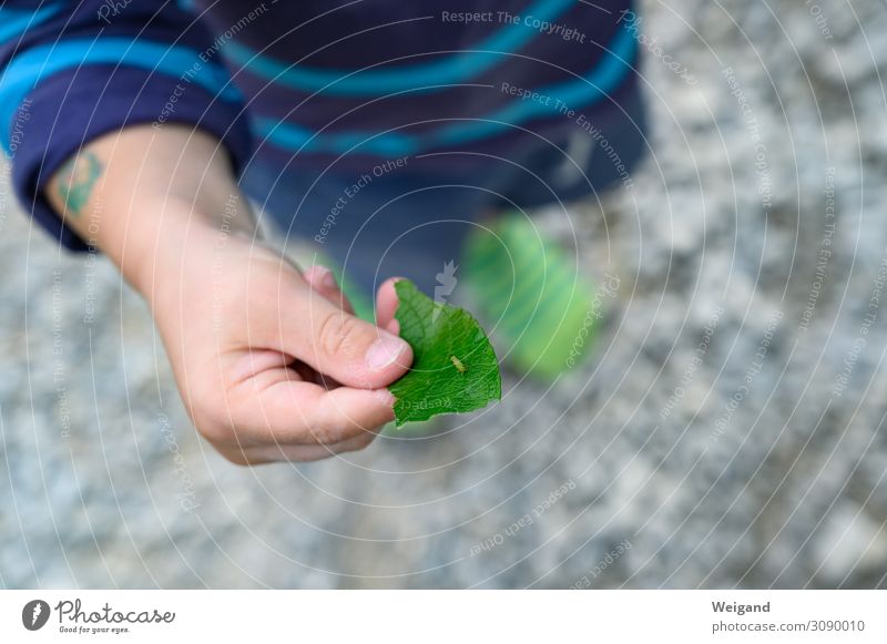 Raupenhand Kindererziehung Kleinkind klein Tapferkeit Hand entdecken ferienfreizeit Farbfoto Außenaufnahme Textfreiraum rechts Textfreiraum unten