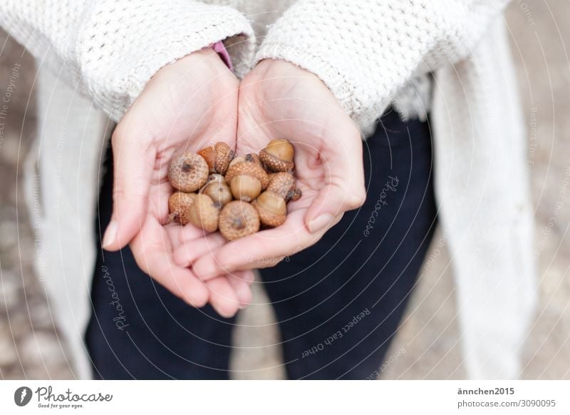 Eicheln Frucht Herbst ansammeln halten Hand Natur Außenaufnahme hell festhalten schützen braun Hut Basteln