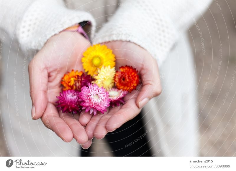 Trockenblumen Sommer Herbst Jahreszeiten Blume mehrfarbig pflücken halten Hand hell Außenaufnahme Natur Pflanze Blüte gelb orange rosa Frau