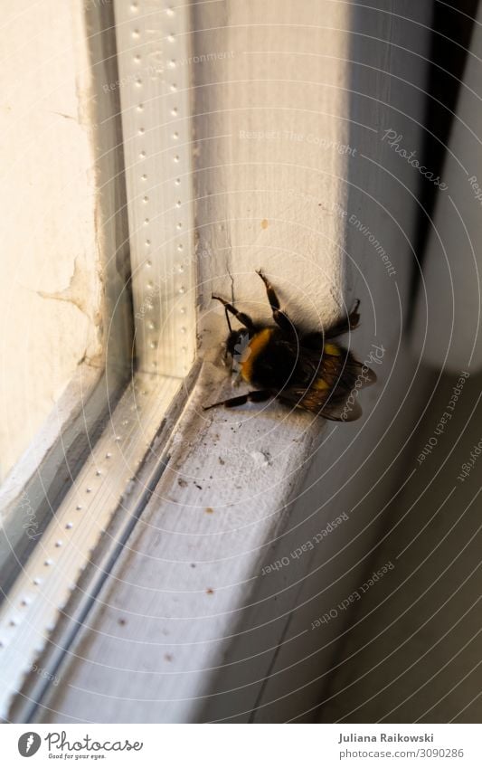 Hummel am Fenster Umwelt Tier Frühling Sommer Insekt 1 Fensterscheibe Umweltschutz weich Spinnennetz Beine Flügel Streifen Ecke gefährlich bedrohlich