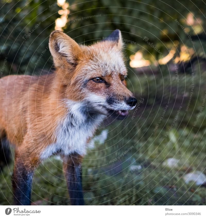 Du Fuchs! Wildtier Zoo 1 Tier Natur Wald Wildpark Fell Wachsamkeit wild listig klug Anmut schön Nahaufnahme Tierliebe Tierschutz Abenddämmerung Farbfoto