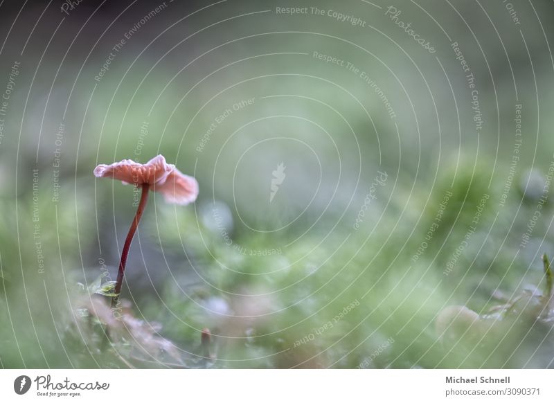 Kleiner, einsamer Pilz Umwelt Sommer Herbst kalt natürlich schön grün rosa Tapferkeit selbstbewußt Einsamkeit Farbfoto Außenaufnahme Nahaufnahme Makroaufnahme