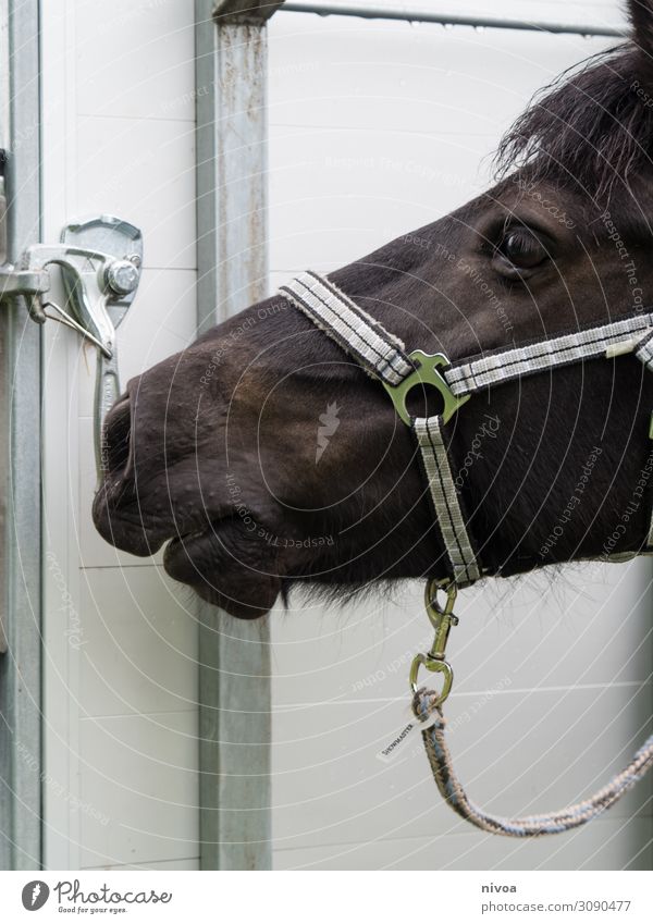 Kopf eines isländerpferds Sport Reiten Anhänger Tier Nutztier Pferd Tiergesicht Fell Island Ponys Isländer 1 Halfter Karabiner beobachten berühren Bewegung