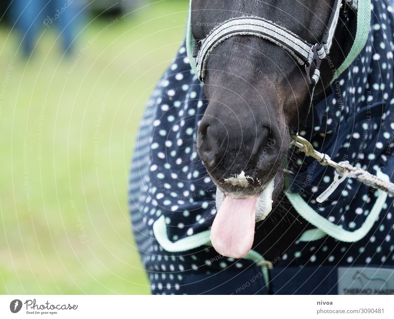 Maul eines Islandpferdes Pferd Island Ponys Farbfoto Zunge Lebensmittel füttern Futter Banane Decke Außenaufnahme Tier Tag 1 Nutztier wild Wildtier Tierporträt