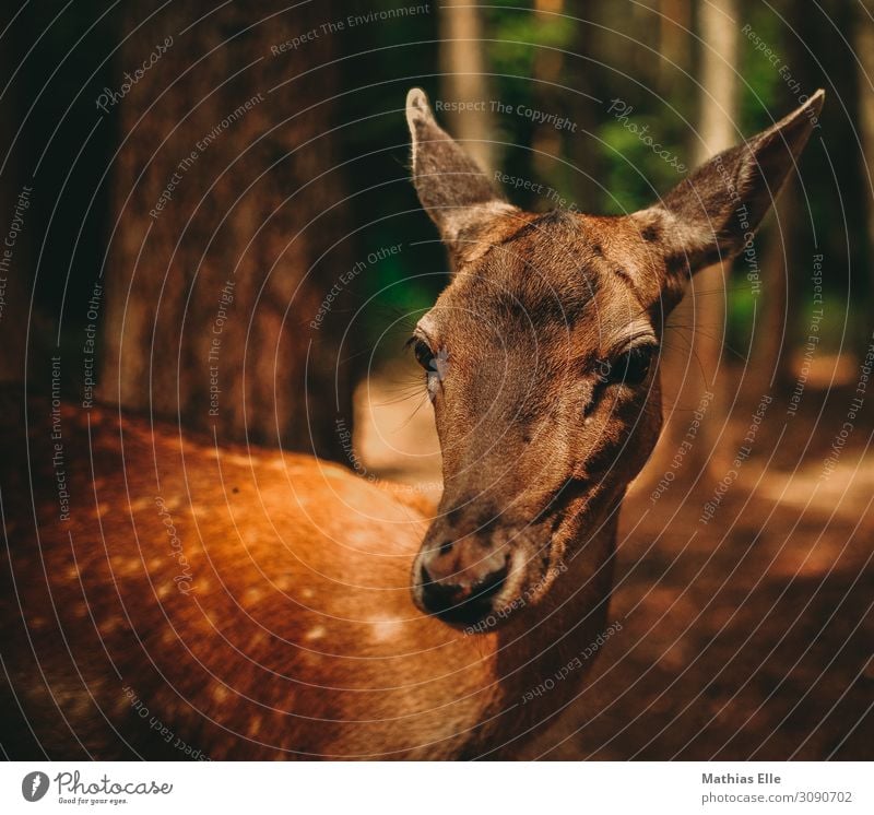 Reh Umwelt Baum Tier Wildtier Tiergesicht Fell Zoo 1 natürlich Neugier braun gold grün Tierliebe Schüchternheit Rehkitz Wildfell Bleßwild Rothirsch Farbfoto