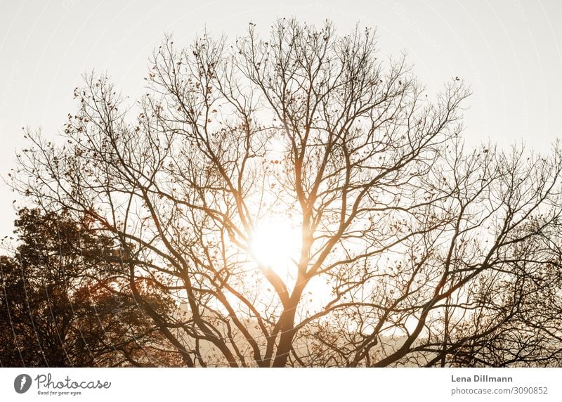 Herbst Baum im Sonnenuntergang Natur Abend Licht Gegenlicht Landschaft Menschenleer Außenaufnahme Sonnenlicht Sonnenstrahlen Farbfoto Schönes Wetter stuttgart