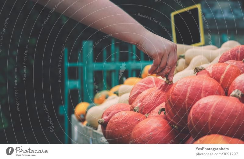 Kürbismarkt. Frau, die von Hand einen Kürbis auswählt. Lebensmittel Gemüse Ernährung Vegetarische Ernährung kaufen Erntedankfest Halloween Gastronomie Herbst