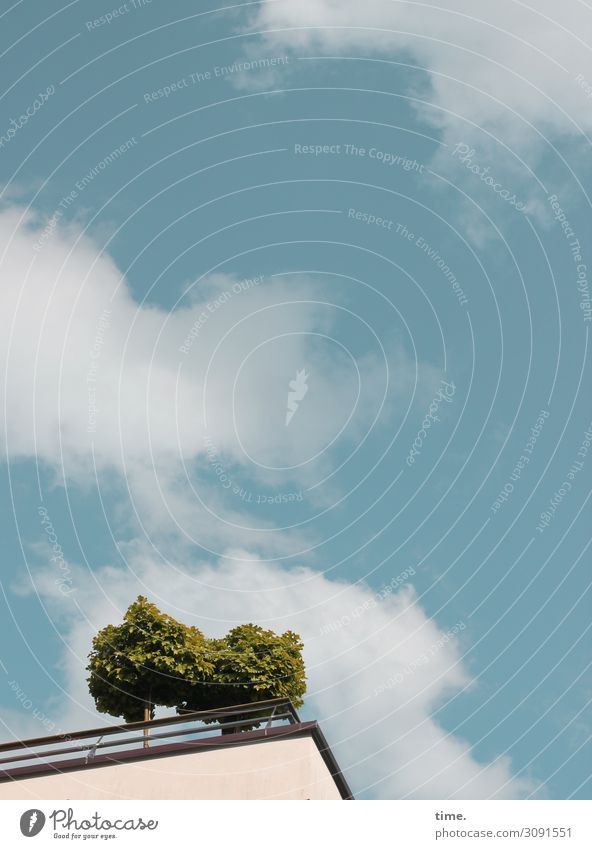 Stadtgrün Himmel Wolken Schönes Wetter Pflanze Baum Haus Hochhaus Dach Wachstum frei Freundlichkeit Fröhlichkeit frisch Lebensfreude Vertrauen geduldig