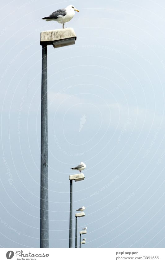 Leuchttürme Ferien & Urlaub & Reisen Himmel Sommer Küste Tier Vogel Taube 4 Laterne hocken blau Zusammenhalt Farbfoto Außenaufnahme Menschenleer Tag