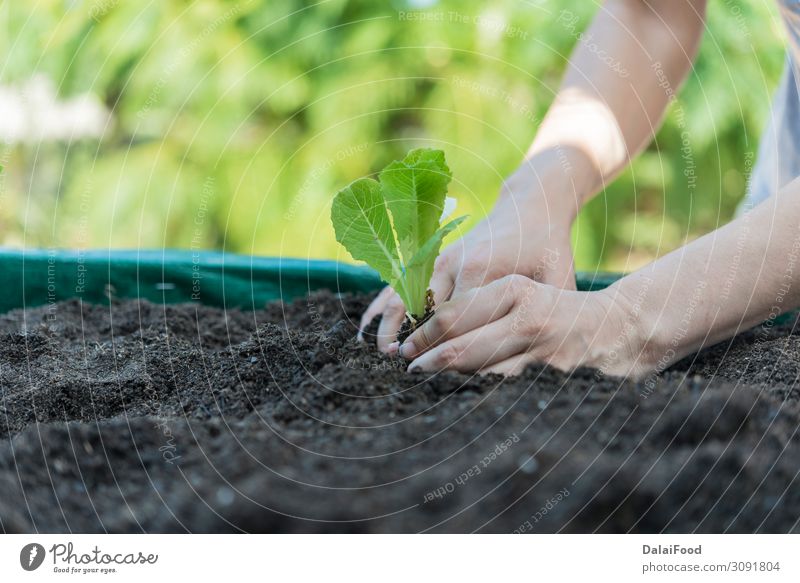 Plattierung von Bio-Salat im Haushalt Gemüse Ernährung Vegetarische Ernährung Sommer Natur Landschaft Pflanze Blatt Wachstum frisch natürlich blau grün