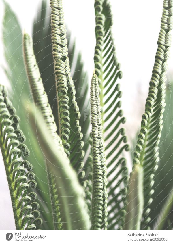 Palmenwedel Nachwuchs Natur Pflanze Frühling Sommer Herbst Winter Blatt exotisch Wachstum grün weiß Nachkommen Farbfoto Außenaufnahme Nahaufnahme Menschenleer