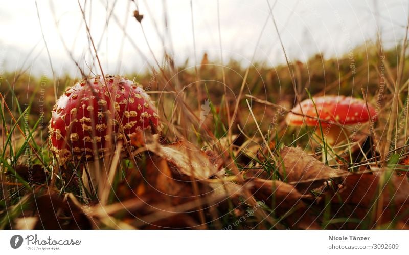 Fliegenpilz im Laub Natur Pflanze Erde Herbst Schönes Wetter Gras Sträucher Moos Blatt Wildpflanze Wiese Wald gehen genießen natürlich braun grün rot weiß