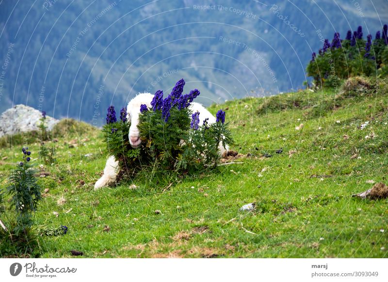 Hier sieht mich keiner Natur Pflanze Sommer Eisenhut Tier Haustier Nutztier Schaf 1 träumen verstecken blauer Eisenhut Giftpflanze Hahnenfußgewächse ruhen